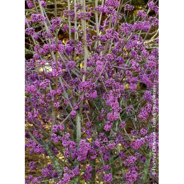 CALLICARPA bodinieri PROFUSION