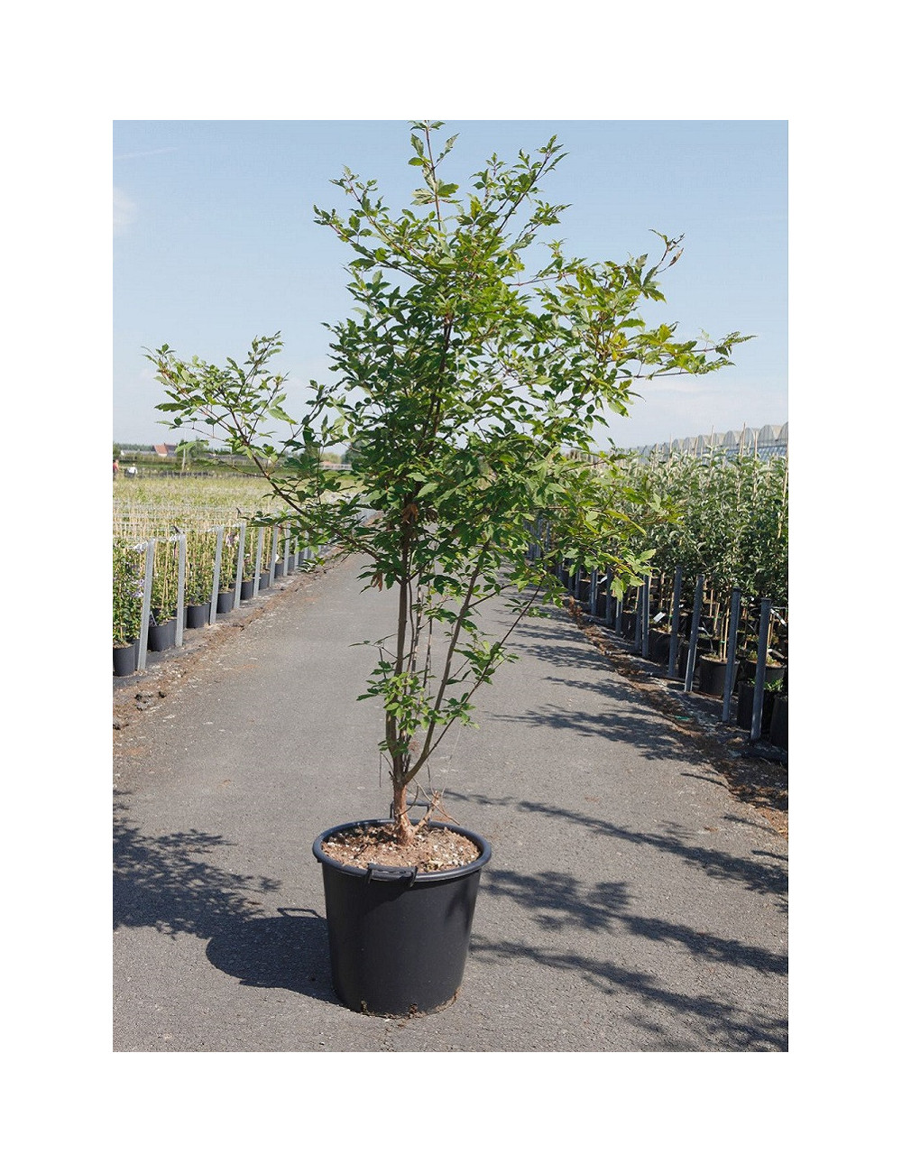 ACER griseum En pot de 35-50 litres