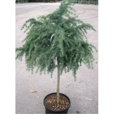 CEDRUS deodara FEELING BLUE (Cèdre de l'Himalaya Feeling blue)1