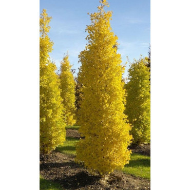 GINKGO biloba BLAGON