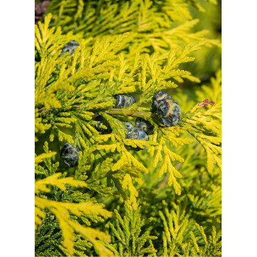 CHAMAECYPARIS lawsoniana IVONNE