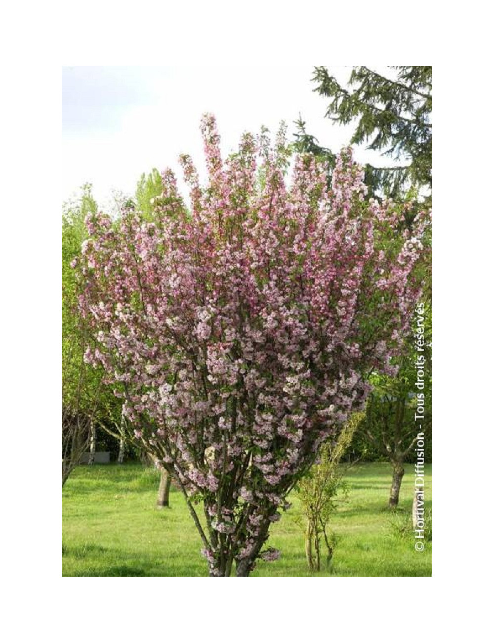 MALUS VAN ESELTINE (Pommierd 'ornement)