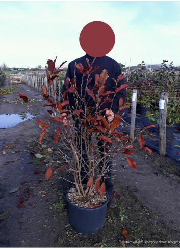 MAGNOLIA stellata ROYAL STAR En pot de 25-30 litres