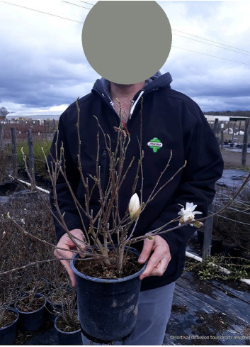 MAGNOLIA stellata WATERLILY En pot de 4-5 litres