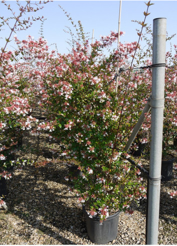 ABELIA grandiflora En pot de 15-20 litres
