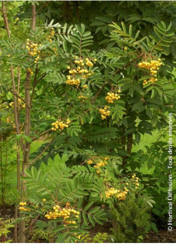 SORBUS aucuparia FASTIGIATA