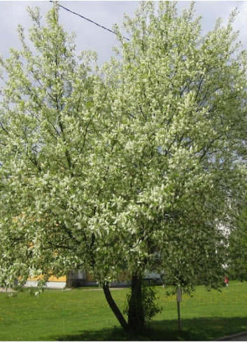 PRUNUS padus