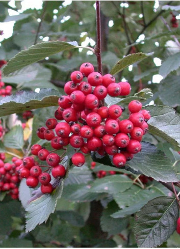 SORBUS aria MAGNIFICA