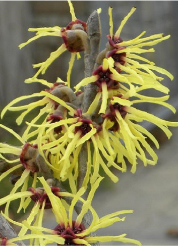 HAMAMELIS intermedia PRIMAVERA