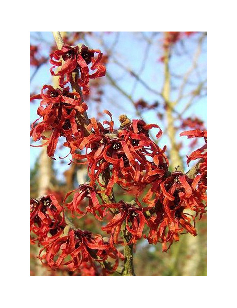 HAMAMELIS intermedia RUBY GLOW