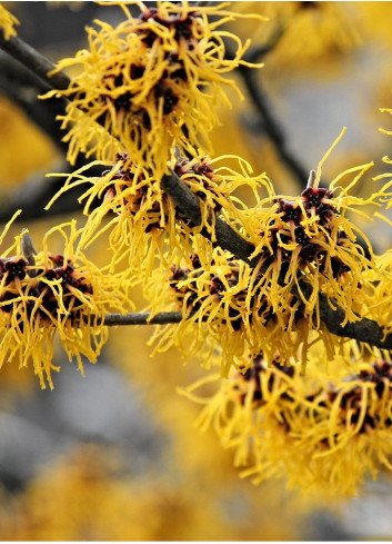 HAMAMELIS intermedia WESTERSTEDE