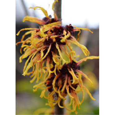 HAMAMELIS intermedia ORANGE BEAUTY