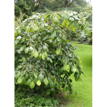 HAMAMELIS virginiana