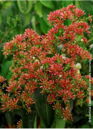 HEPTACODIUM miconioides TIANSHAN