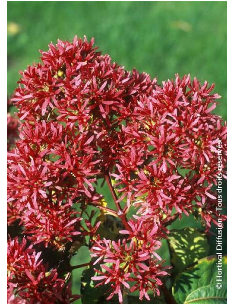 HEPTACODIUM miconioides