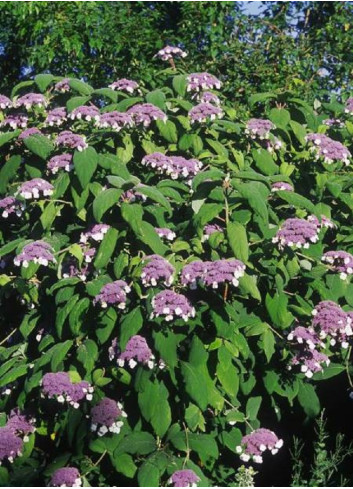 HYDRANGEA aspera SARGENTIANA