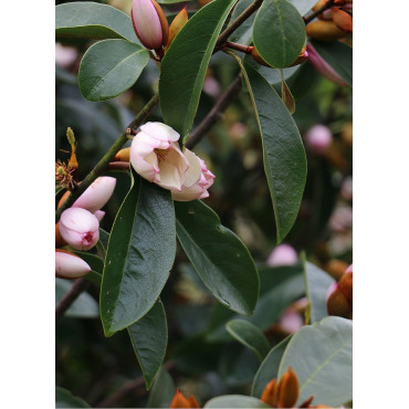 MICHELIA MAGNOLIA FAIRY BLUSH