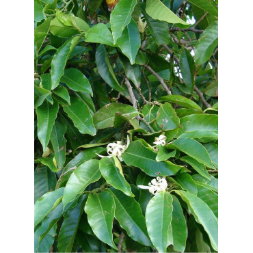 MICHELIA MAGNOLIA FAIRY WHITE