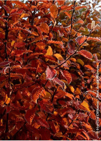 CARPINUS betulus ORANGE RETZ