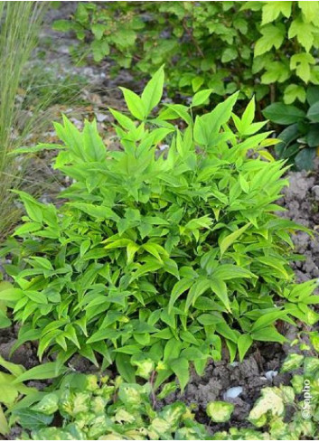 NANDINA domestica MAGICAL  LEMON-LIME