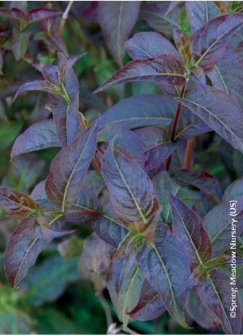 DIERVILLA rivularis KODIAK BLACK