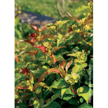 DIERVILLA splendens KODIAK ORANGE