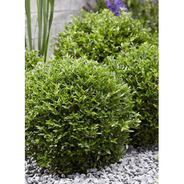 LONICERA nitida GARDEN CLOUDS GREEN BREEZE