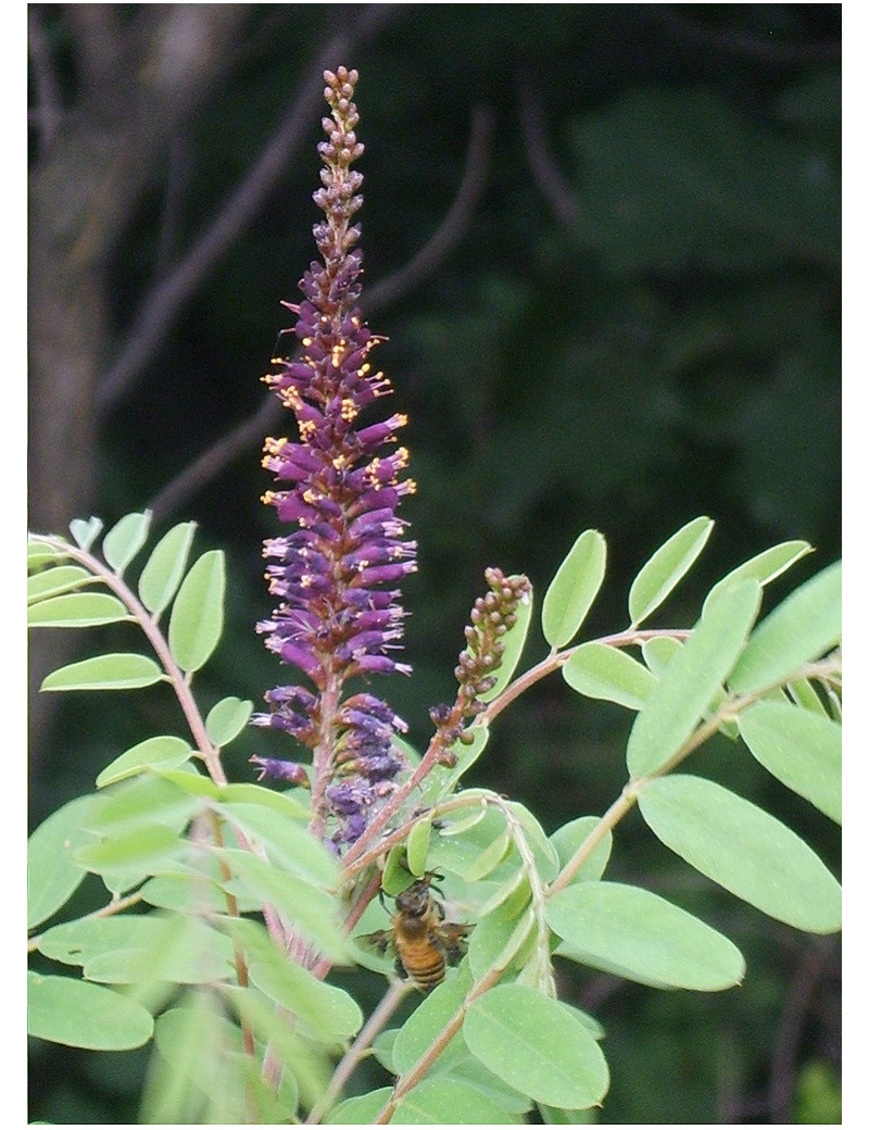AMORPHA fruticosa