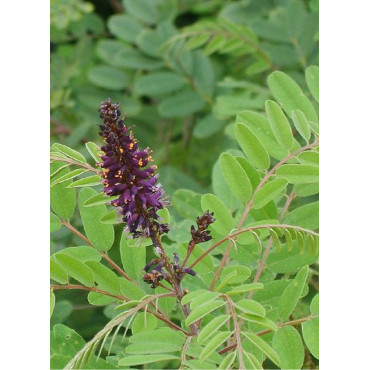 AMORPHA fruticosa