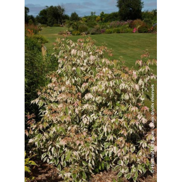 ACER negundo FLAMINGO