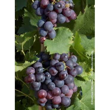 Topiaire (Plante taillée) - VIGNE DE TABLE