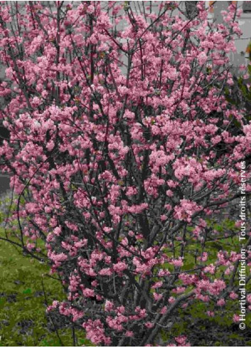 VIBURNUM bodnantense CHARLES LAMONT