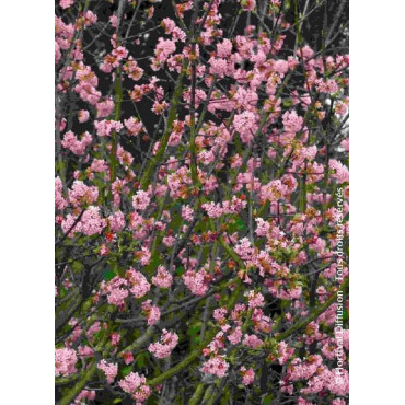 VIBURNUM bodnantense CHARLES LAMONT