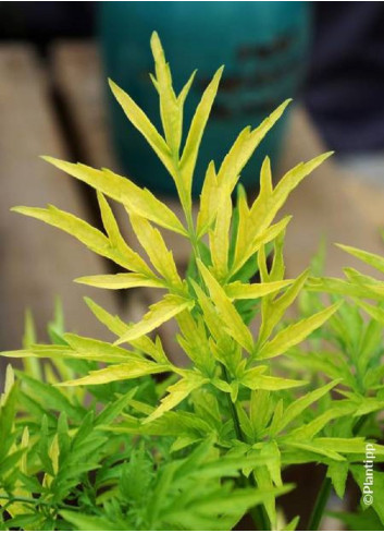 SAMBUCUS nigra GOLDEN TOWER