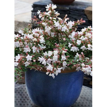 ABELIA CRISTAL CHARM