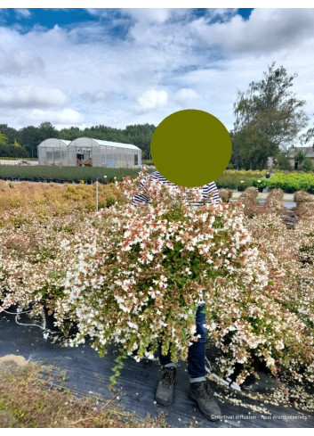 ABELIA CRISTAL CHARM En pot de 10-12 litres