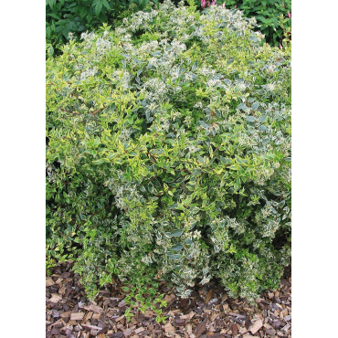ABELIA HOPLEYS VARIEGATA