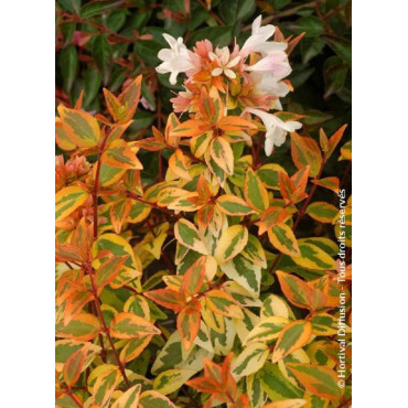 ABELIA KALEIDOSCOPE