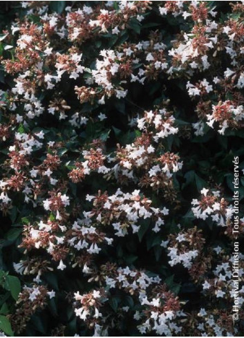 ABELIA SEMPERFLORENS