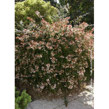 ABELIA SEMPERFLORENS