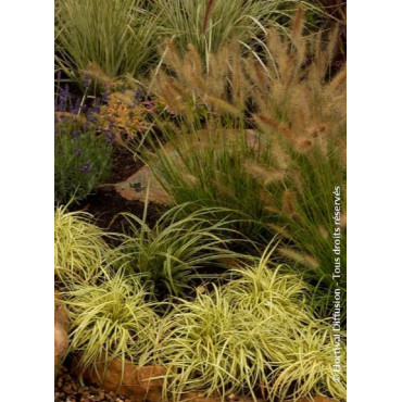 CAREX oshimensis EVERGOLD