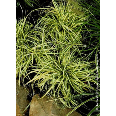 CAREX oshimensis EVERGOLD