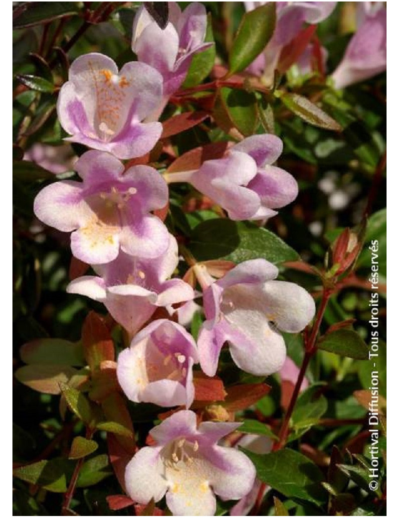 ABELIA PASTEL CHARM