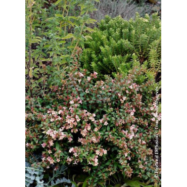 ABELIA PASTEL CHARM