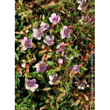 ABELIA PASTEL CHARM