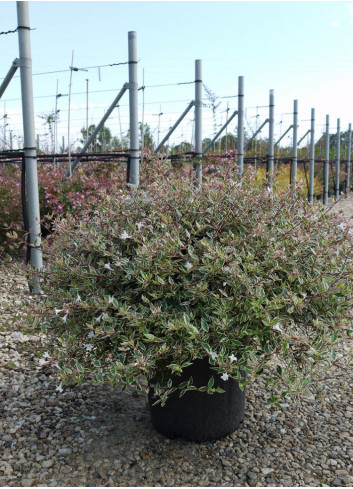 ABELIA CONFETTI En pot de 15-20 litres