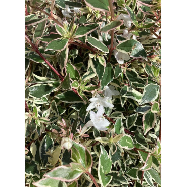 ABELIA CONFETTI