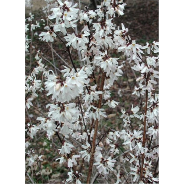 ABELIOPHYLLUM distichum