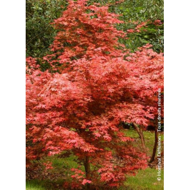 ACER palmatum DESHOJO