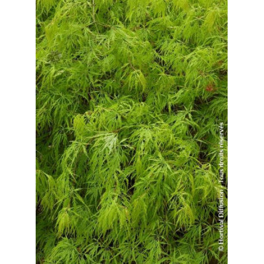 ACER palmatum DISSECTUM